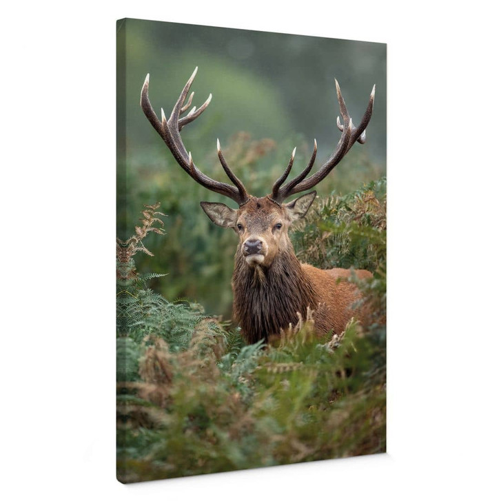 Leinwandbild Rothirsch - Wächter des Waldes - van Duijn - WA472883