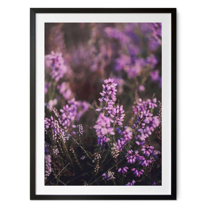 Poster Lila Heideblüte im warmen Licht - Annie - WA473515