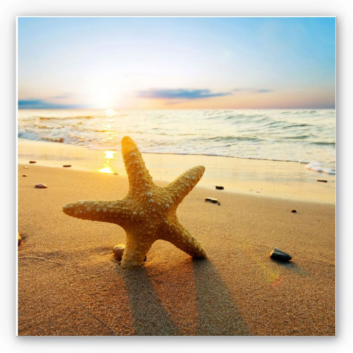 Wandbild Seestern im Sand - quadratisch - WA195538