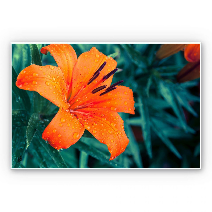 Wandbild Tropical Lily - WA195953