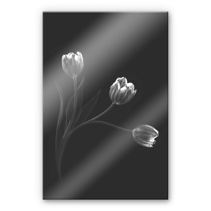 Acrylglasbild Pan - Tulpentrio - WA261351