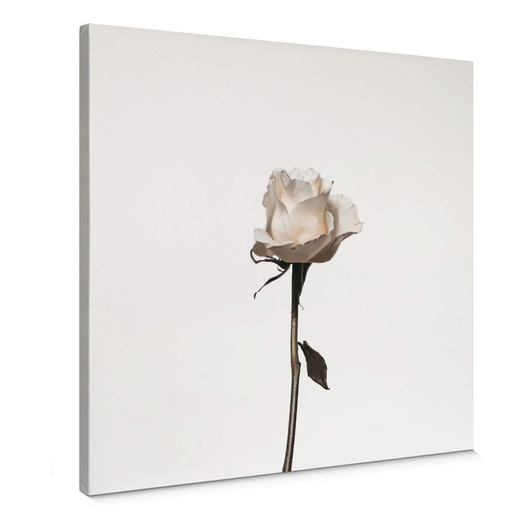 Leinwandbild Die weisse Rose - Quadratisch - WA306837