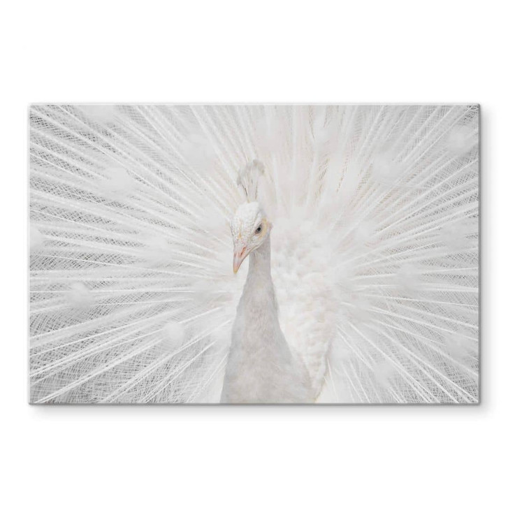 Glasbild Fegari - Weisser Pfau - WA326316