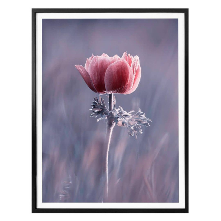 Poster Bravin - Die rote Blume - WA328627