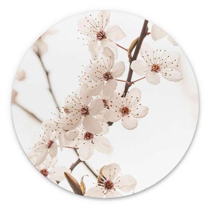 Wandbild Zweig mit weissen Kirschblüten - Sisi & Seb - Alu-Dibond Rund - WA464774