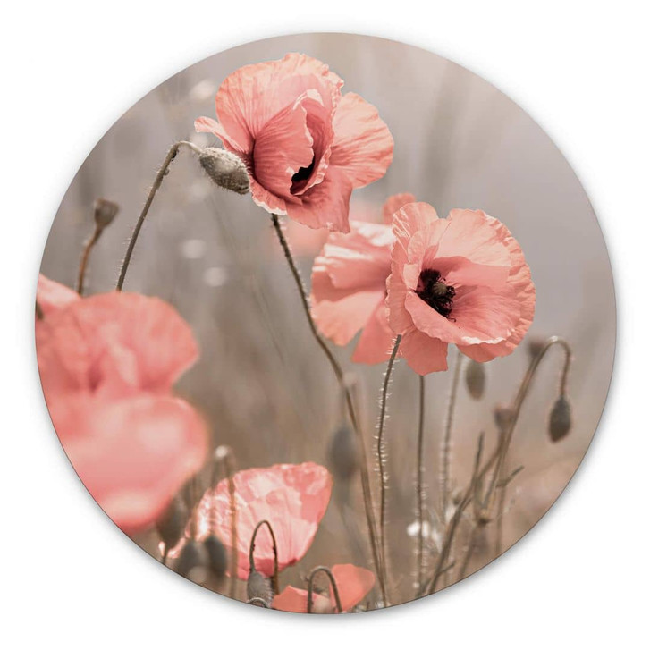 Alu-Dibond Delgado - Mohnblumenromantik - Rund - WA330616