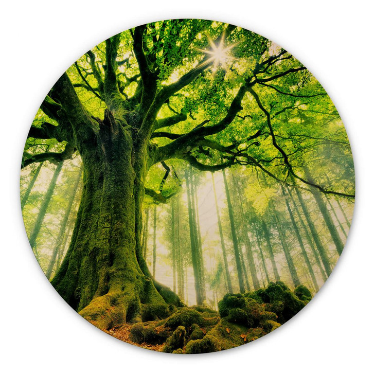 Holzbild Kiciak - Märchenwald - Rund - WA355249