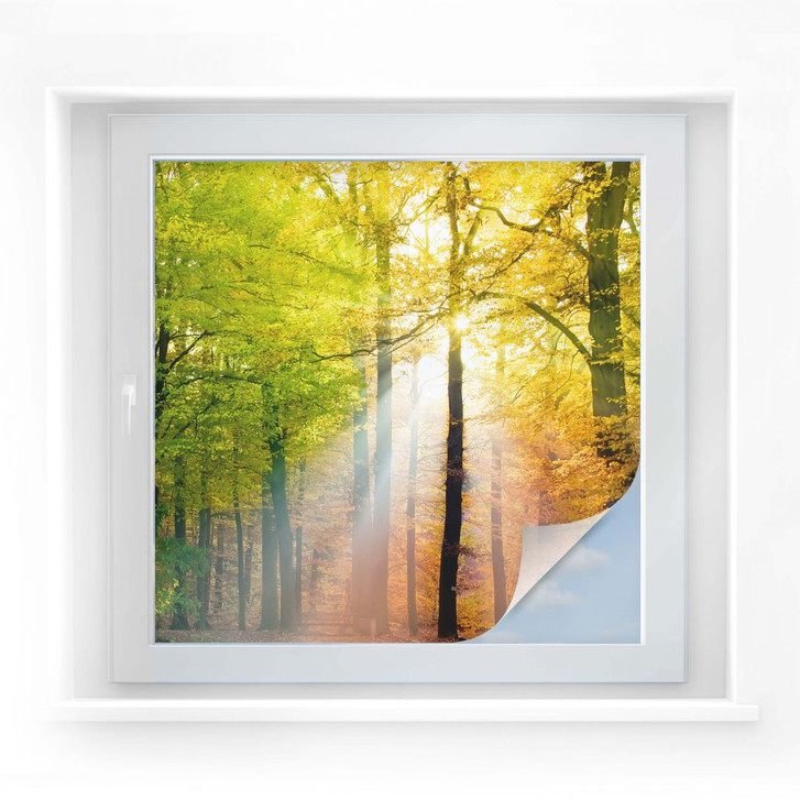 Sichtschutzfolie Goldener Herbst - quadratisch - WA175055