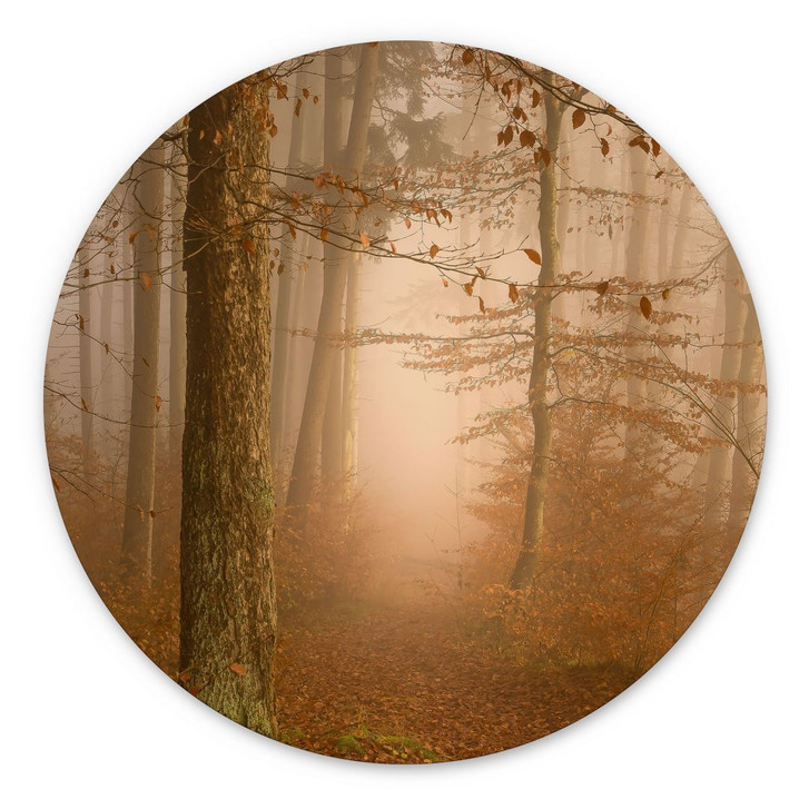 Wandbild Dunst und Licht im herbstlichen Wald - Maier - Alu-Dibond Rund - WA449414