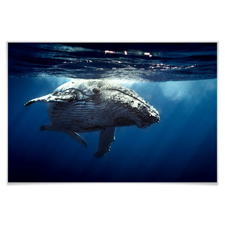 Poster Buckelwal auf Tauchgang - WA158410