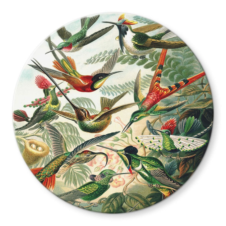 Glasbild Haeckel - Kolibris - Rund - WA306190