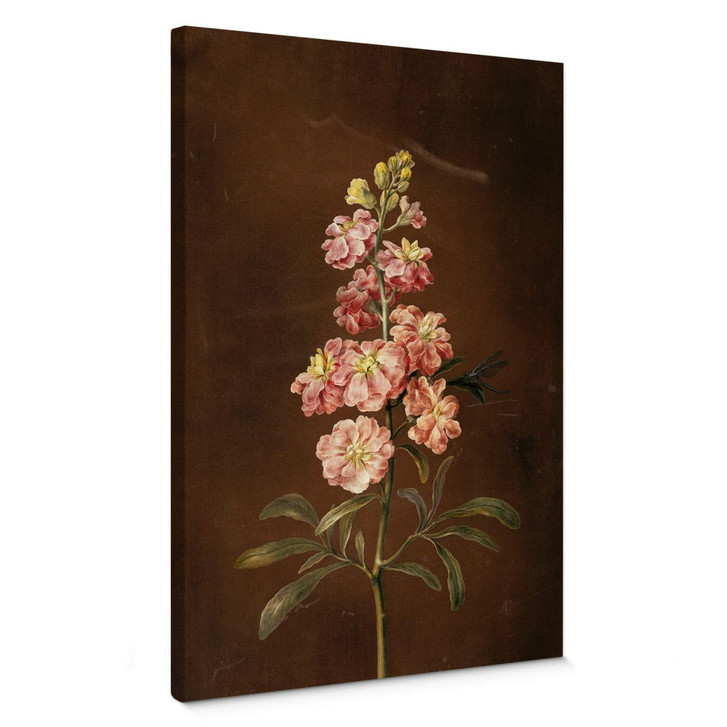 Leinwandbild Dietzsch - Eine rosa Garten Levkkoje - WA361963