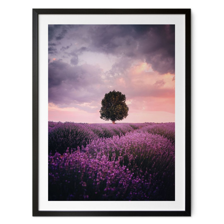 Poster Lila Lavendelfelder bei Sonnenuntergang - Cevik - WA427272