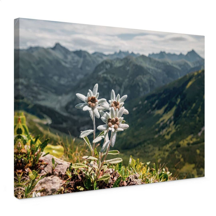 Leinwandbild Weisser Alpen-Edelweiss auf dem Berg - WA426949
