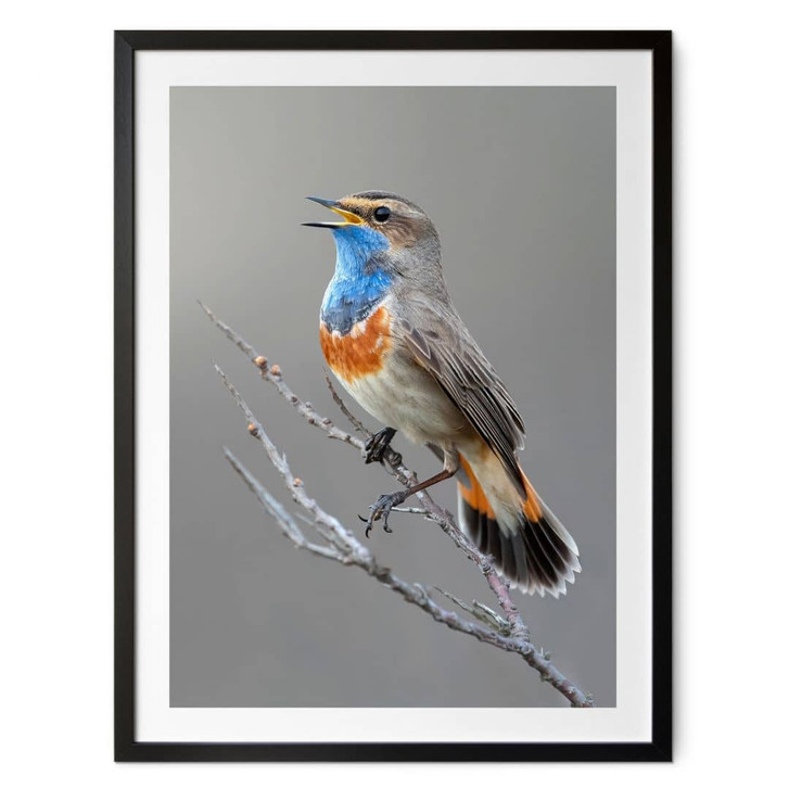 Poster Singendes Blaukehlchen - van Duijn - WA473867