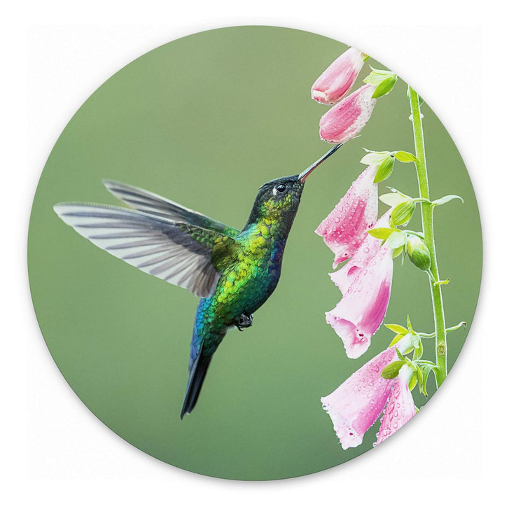 Wandbild van Duijn - Kolibri im rosa Blütenzauber - Alu-Dibond Rund - WA383406