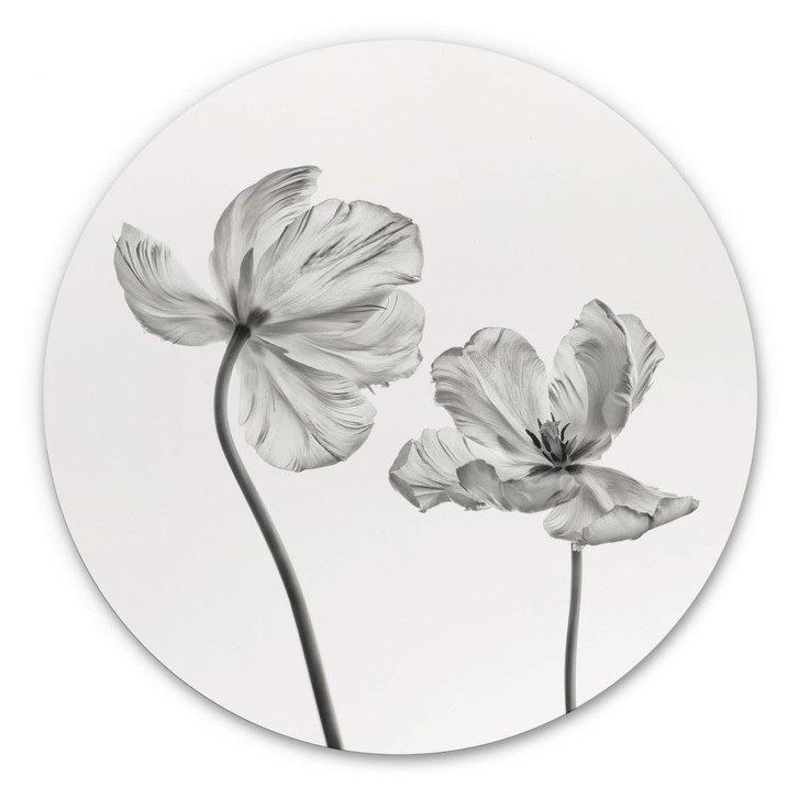 Alu-Dibond Grønkjær - Tulpenblüte - Rund - WA308233