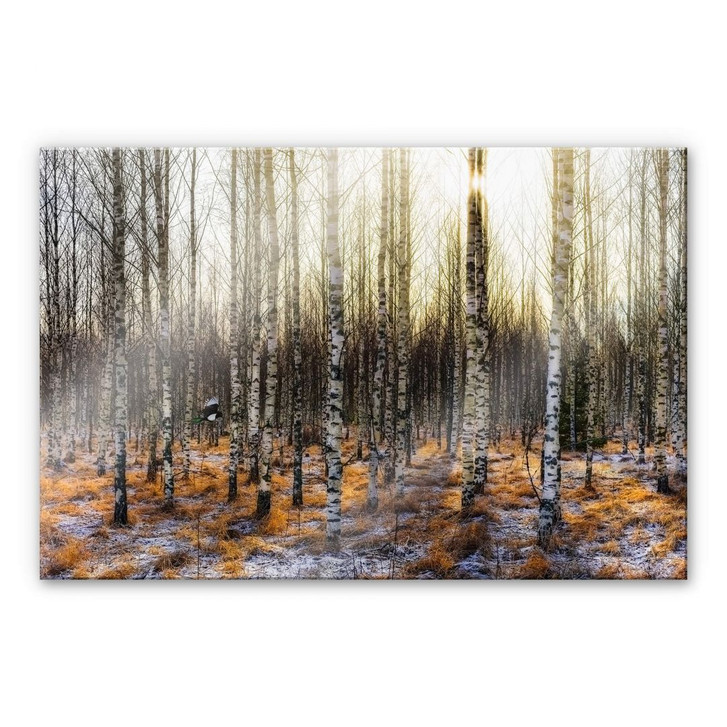 Acrylglasbild Olsen - Sonnenschein im Birkenwald - WA284166