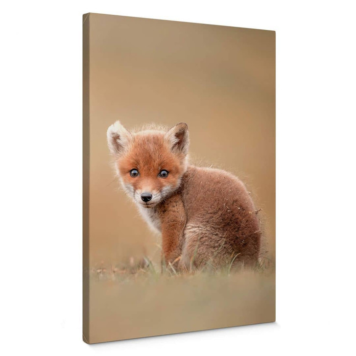 Leinwandbild van Duijn - Baby Fuchs - WA322375