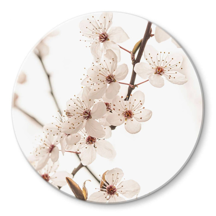 Glasbild Zweig mit weissen Kirschblüten - Sisi & Seb - Rund - WA471719