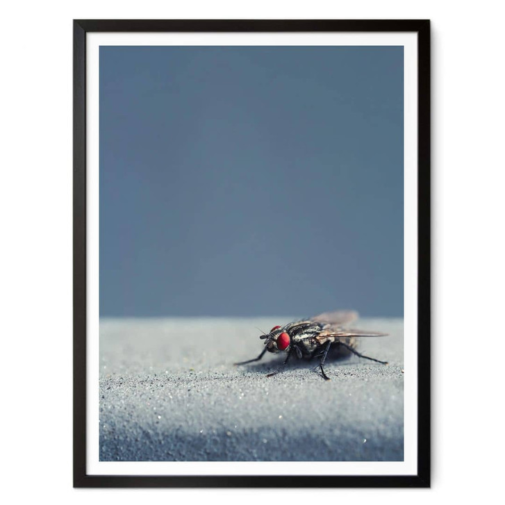 Poster Brown - Hausfliege auf Blau - WA342122
