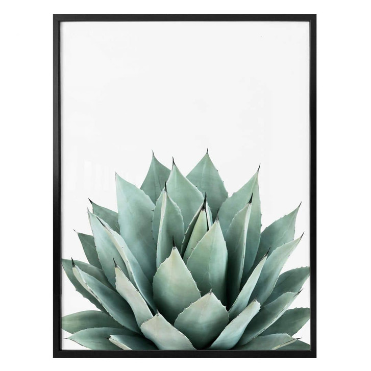 Poster Sisi & Seb - Sukkulente - WA323644