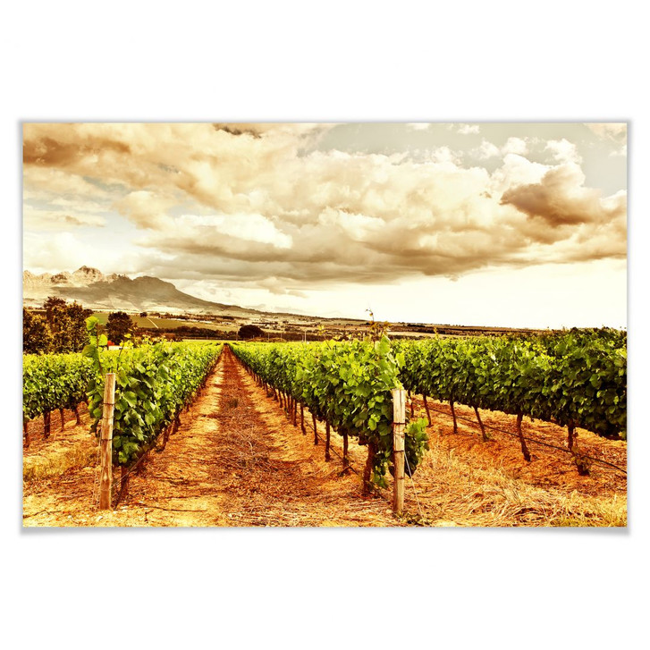 Poster Weinreben in den Bergen - WA168319