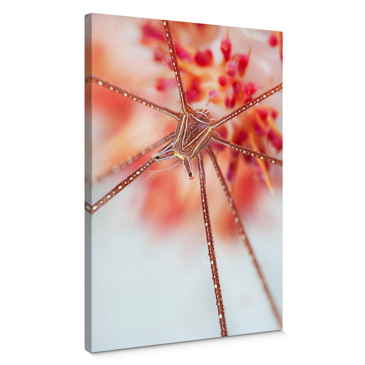 Leinwand Narchuk - Unterwasser-Exotik - WA356873