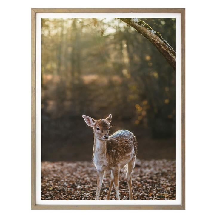 Poster Fawn - WA160193