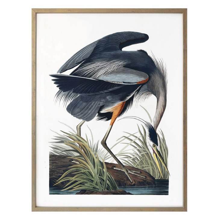 Poster Kanadareiher - WA258272