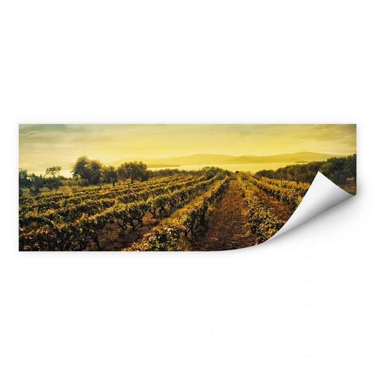 Wallprint Weinreben im Sonnenuntergang - Panorama - WA190408