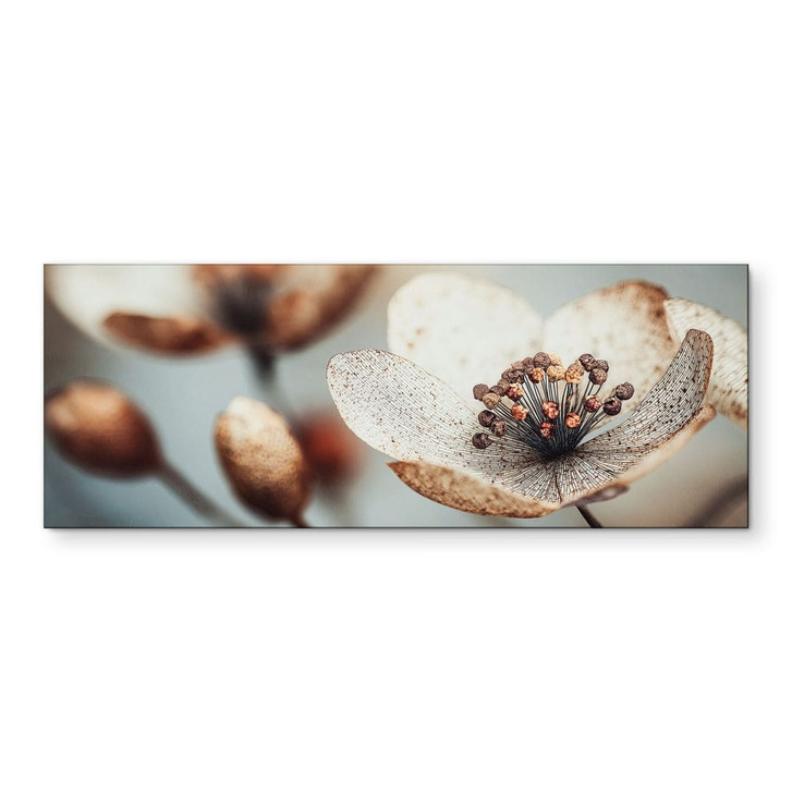 Wandbild Boho Trockenblume Makro - Treechild - Alu-Dibond Panorama - WA492341