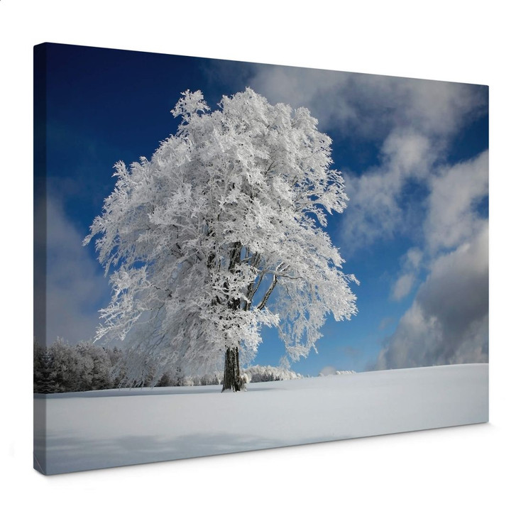 Leinwandbild Schumacher - Weisse Windbuche im Schwarzwald - WA374206