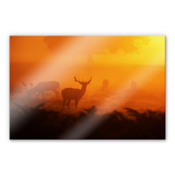 Acrylglasbild Hirsche im Sonnenuntergang - WA284784
