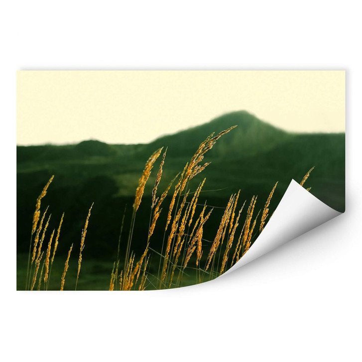 Wallprint Gräser - WA184320