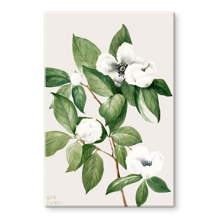 Glasbild Botanik Illustration einer Scheinkamelie - Walcott - WA400198