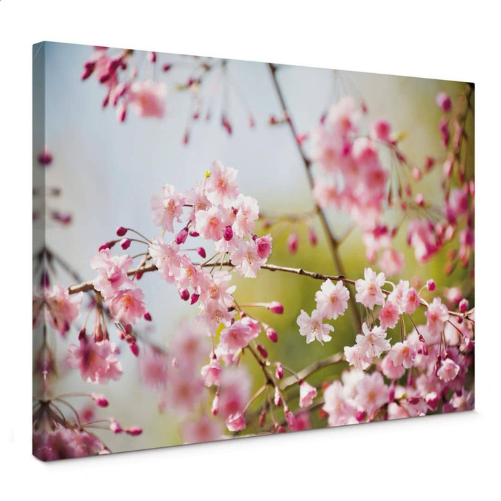 Leinwandbild Cherry Blossoms - WA360333