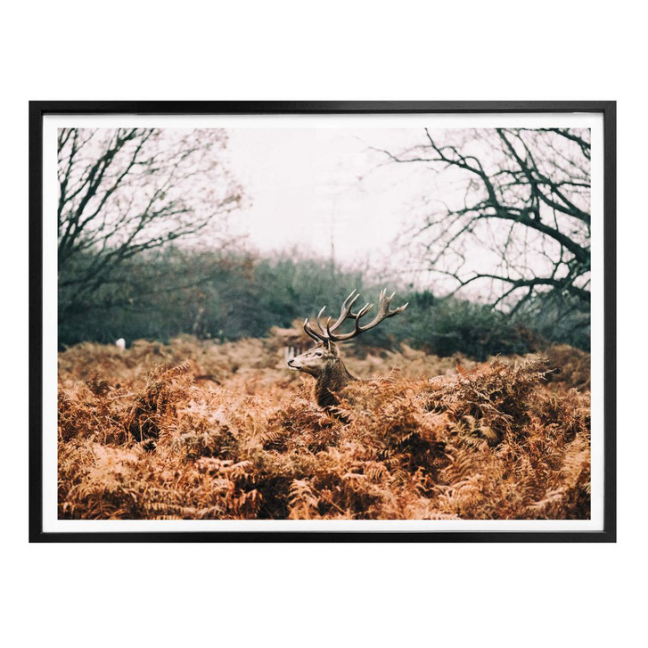 Poster Im Wald - WA161804