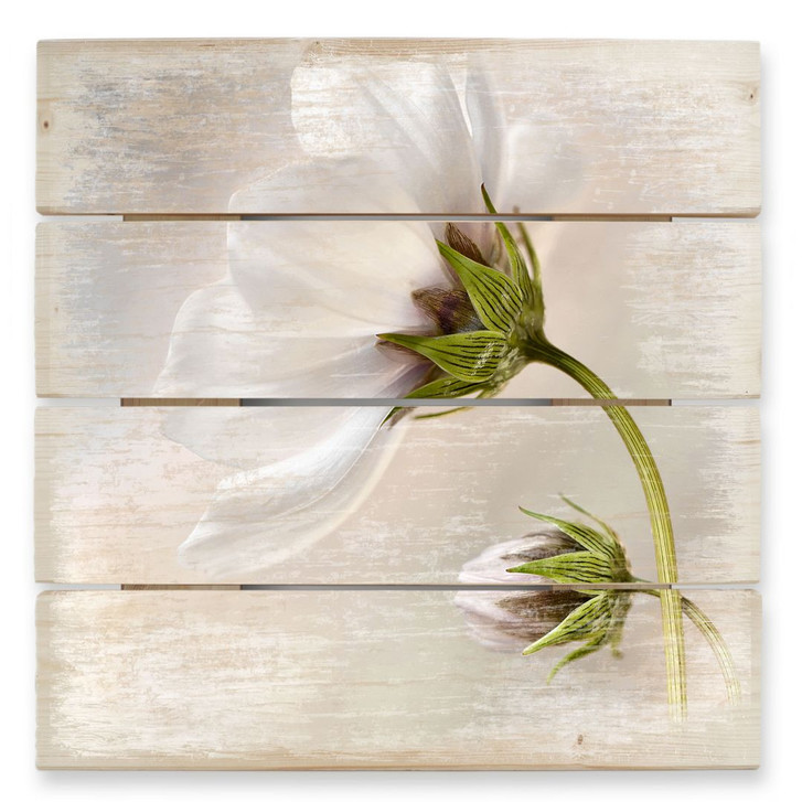 Holzbild Disher - Cosmos - 40 x 41.5 cm - WA131967