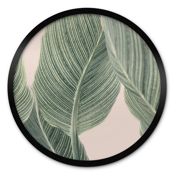 Poster Calathea Pflanze - Sisi & Seb - Rund - WA428328