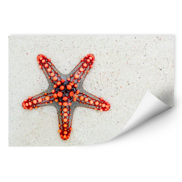 Wallprint Leuchtender Seestern - WA185799