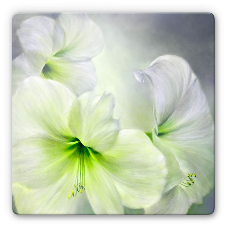 Glasbild Schmucker - Weisse Amaryllis - WA262521