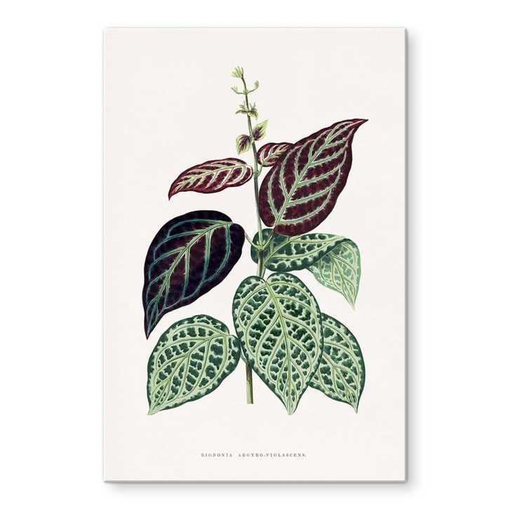 Acrylglasbild Blatt Illustration - Bignonia Argyro Violascea - WA479591