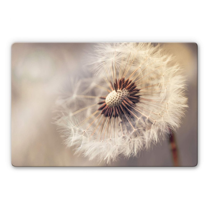 Glasbild Delgado - Pusteblume - WA271691