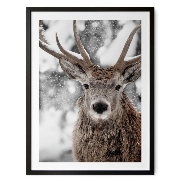 Poster Winter - Hirsch im Schneegestöber - Strigel - WA498152