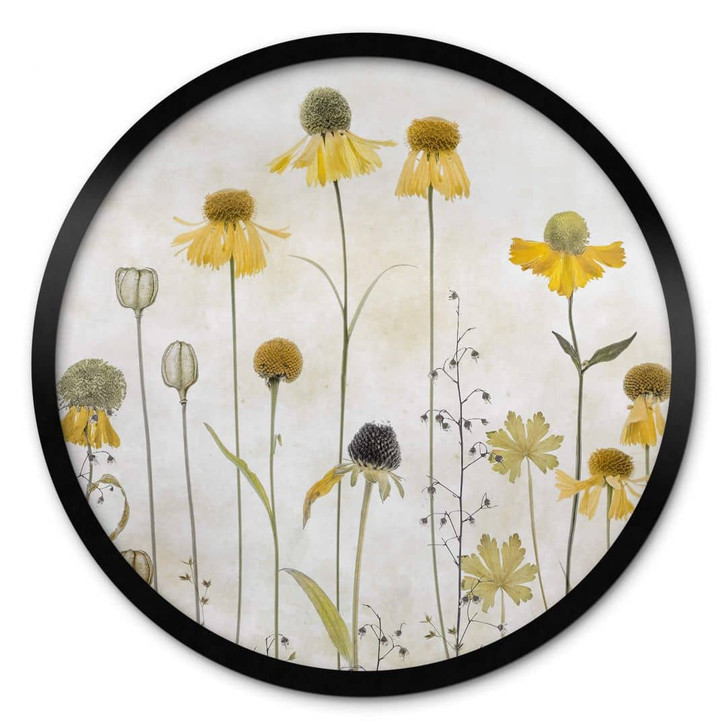 Blumen Poster Sonnenbraut - Rund - Disher - WA406045
