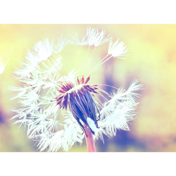 Livingwalls Fototapete Designwalls Dandelion Blumen - WA296324