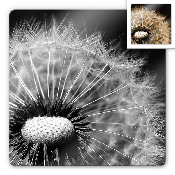 Glasbild Dandelion - WA122085