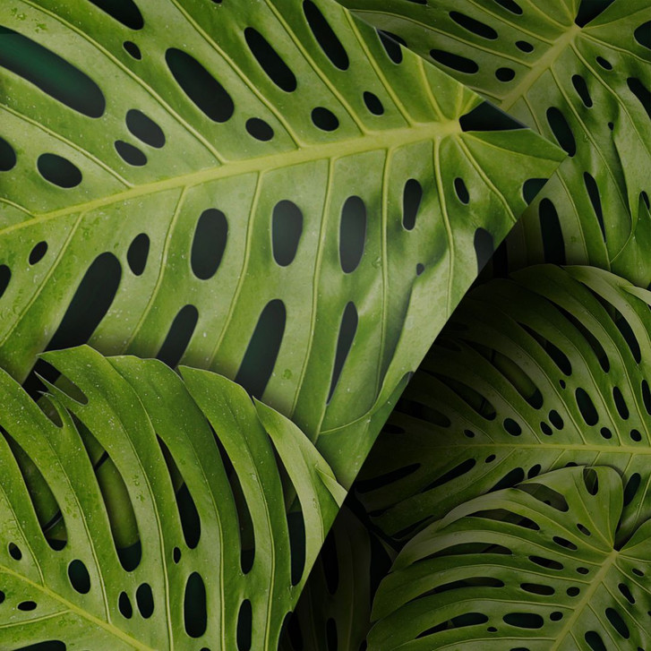 Möbelfolie Grüne Monsterablätter - WA255789