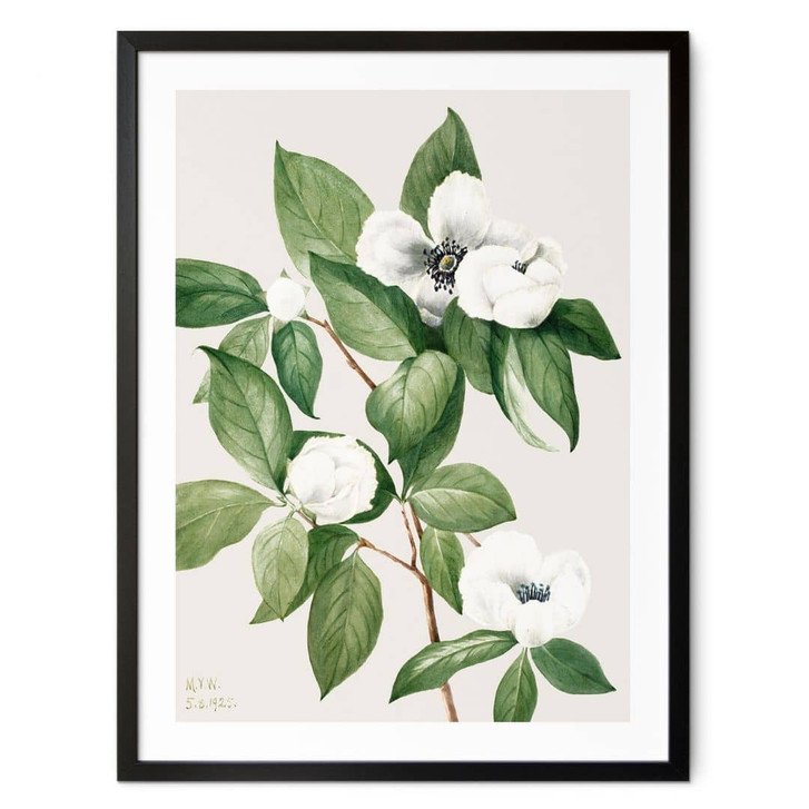 Poster Botanik Illustration einer Scheinkamelie - Walcott - WA409529